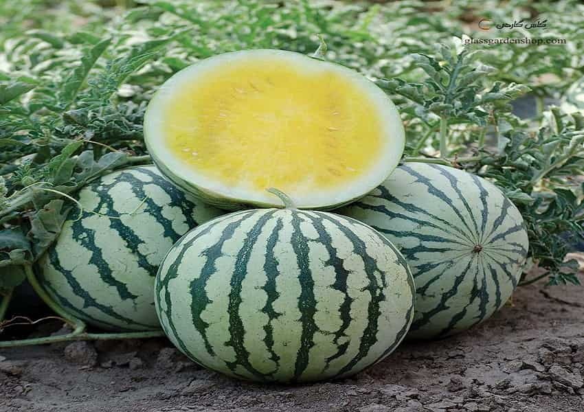 بذر-هندوانه-زرد-آناناسی-یا-لیمویی-yellow-watermelon-گلس-گاردن-2
