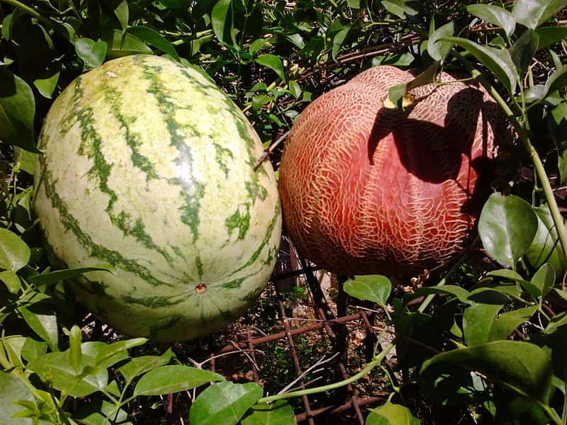 800px-Watermelon_and_melon_in_India (1)