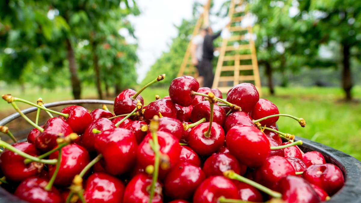 خرید از عمده فروشان برتر میوه آلبالو در ایران