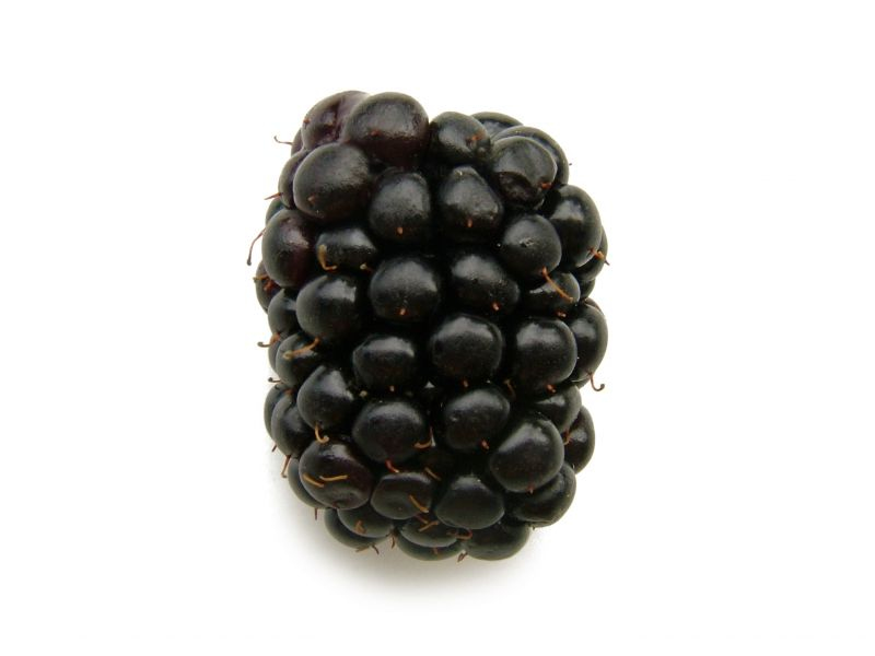 blackberry_fruit_berry_food_fresh_healthy_sweet_black-1110047