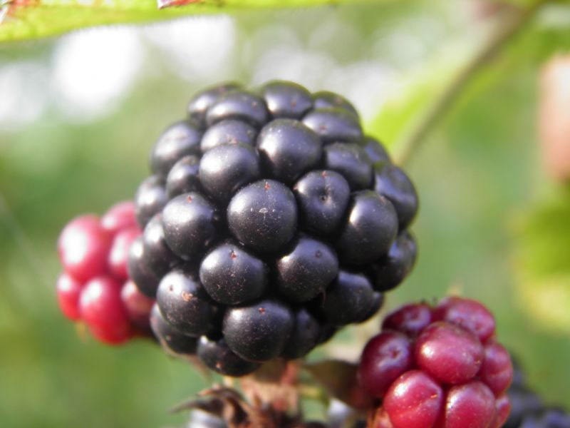 blackberry_fruit_black-753563