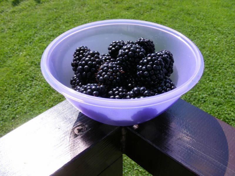 nature_bowl_blackberries_fruit_garden_health_fruits-493661