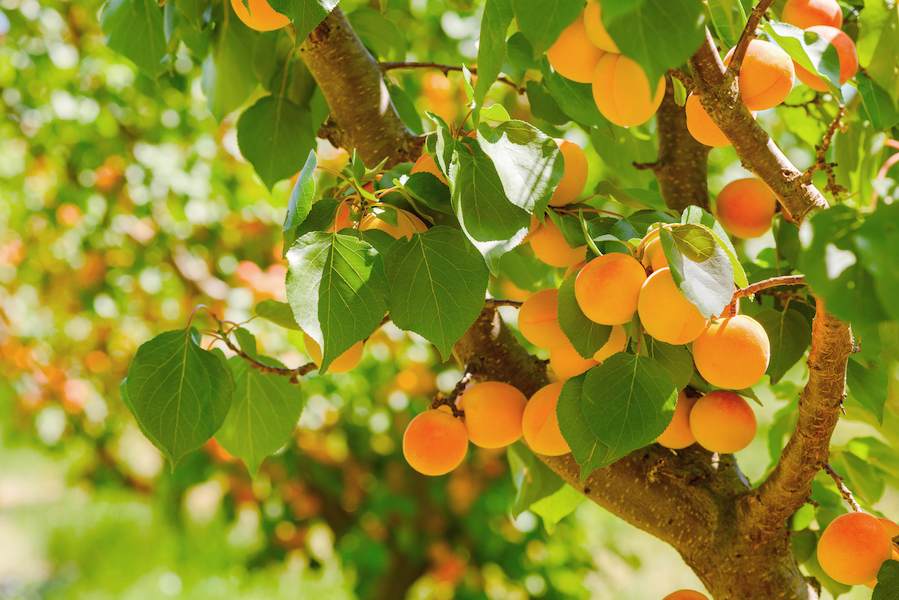 272262-2119x1414-ripe-apricots-on-tree-