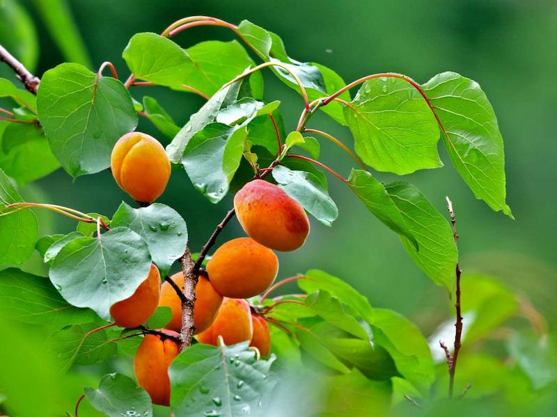 planting-apricot-tree