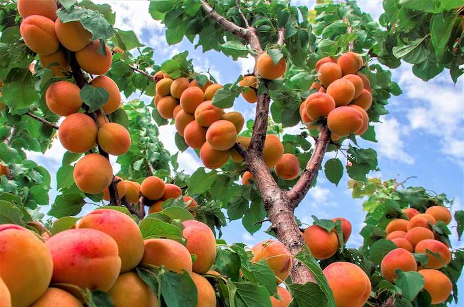 Apricot-Tree-Training-Pruning