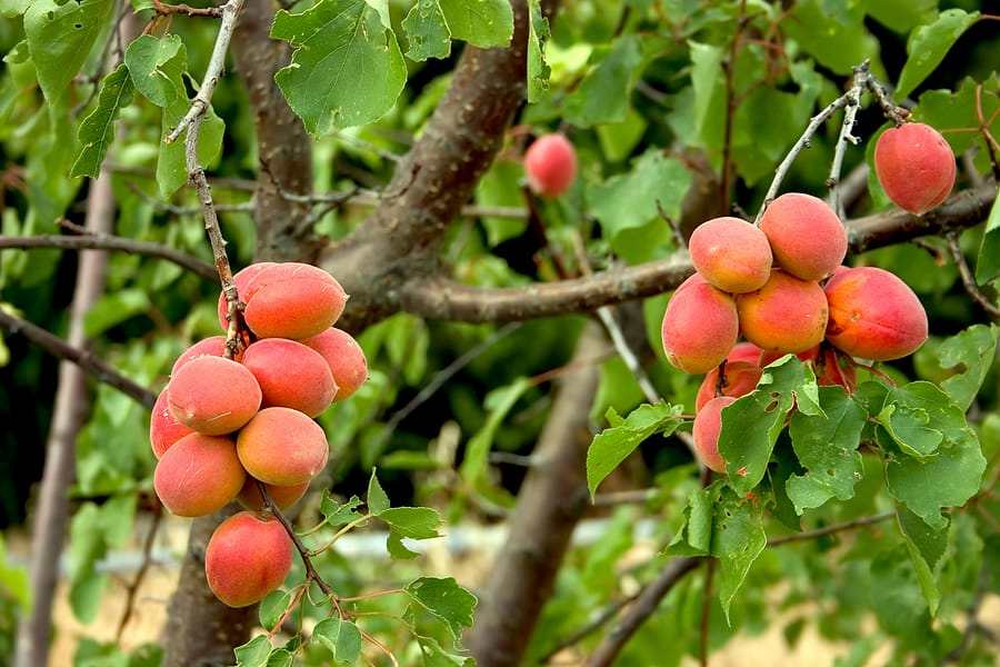 Apricots-in-tree1