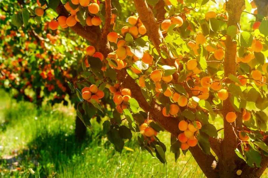 apricot-tree