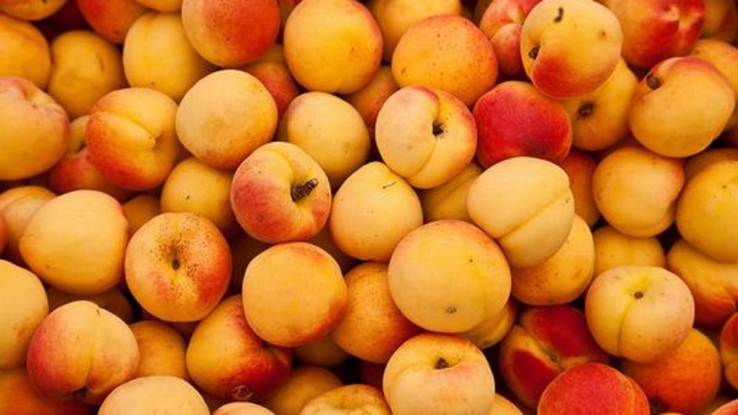 apricots-ccflcr-juan-antonio-capo