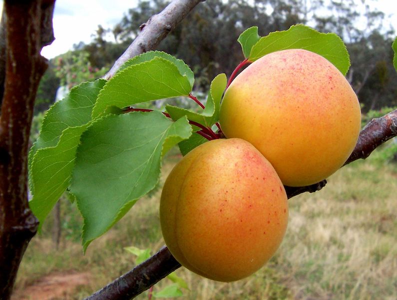 خرید زردآلو شیرین در بسته بندی 500 گرمی