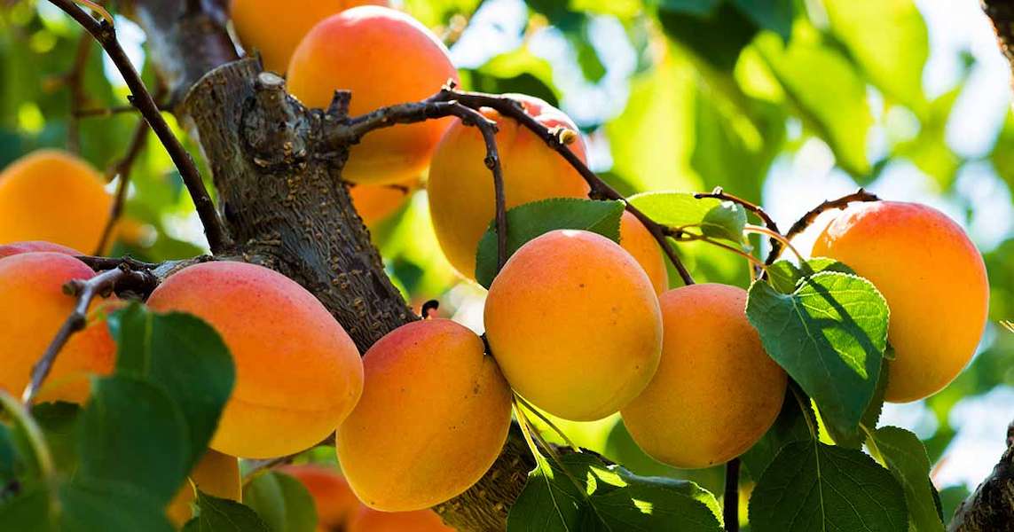 How-to-Grow-Apricots-FB