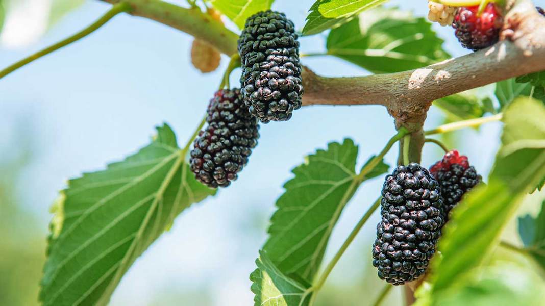 mulberries-1296x728-feature