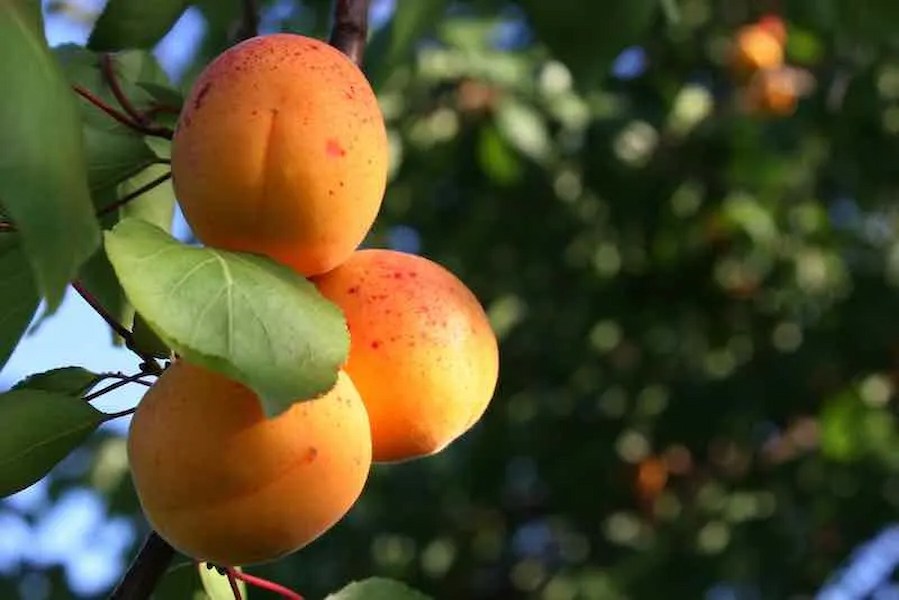 Harcot-Apricot-Tree.jpg