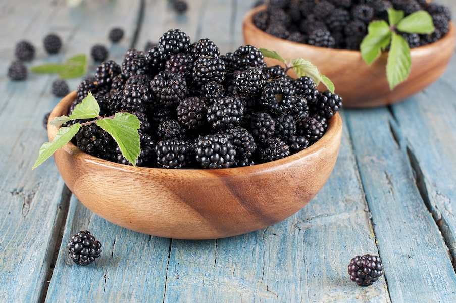 Blackberries_Panther