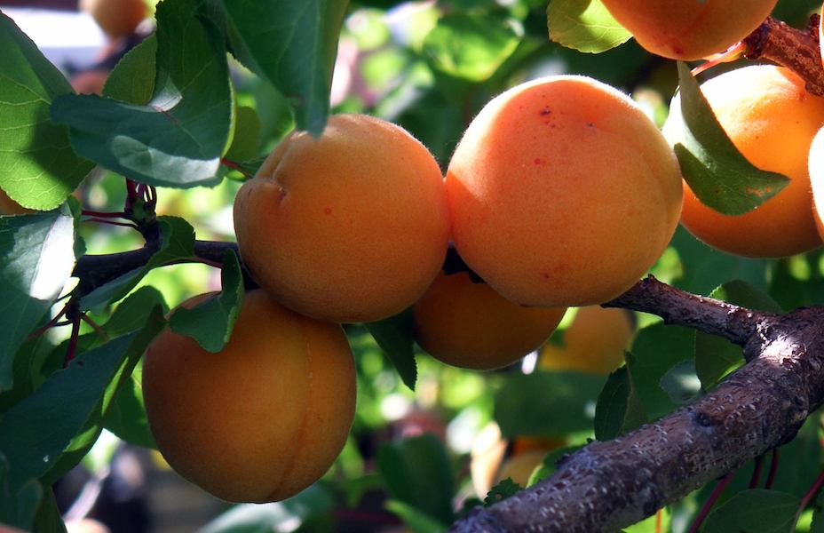 apricots (2)