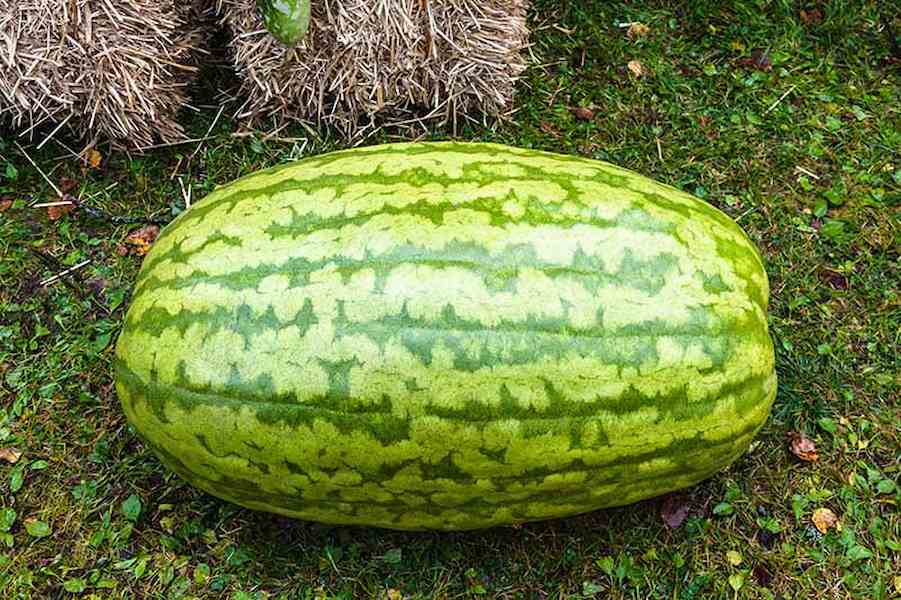 Freshly-Harvested-Large-Watermelon