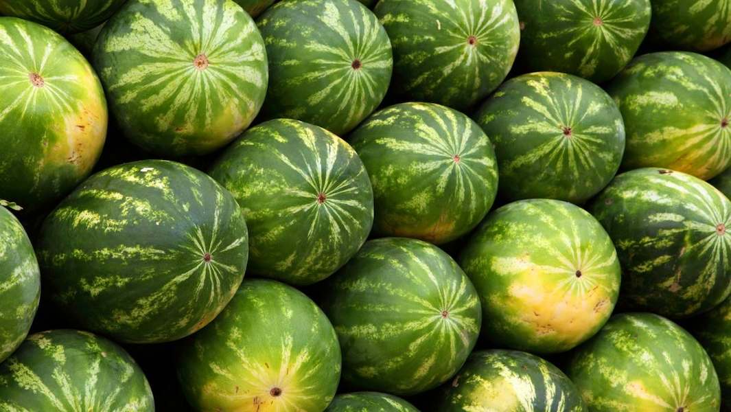 watermelon-2636_1920-1170x659