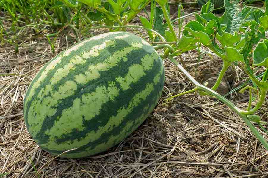 Large-Watermelon-Growing-in-the-Garden-on-Straw-Mulch