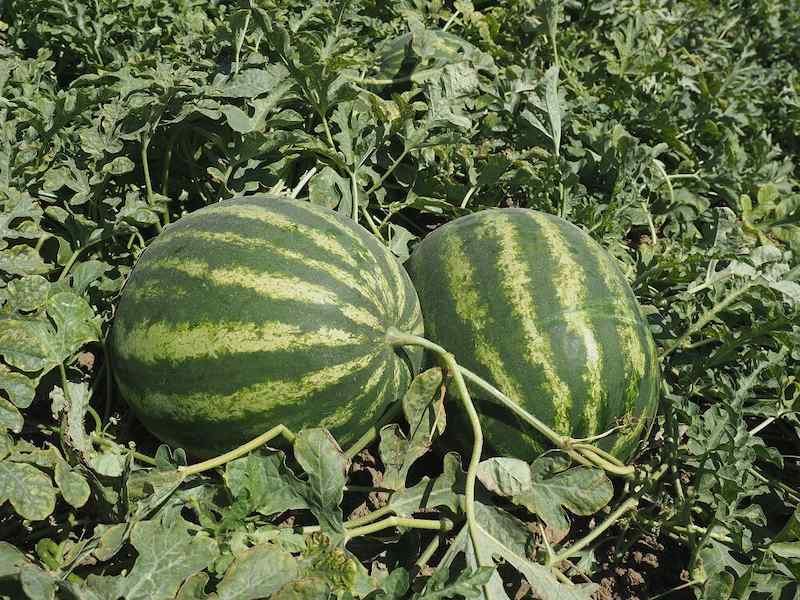 فروش هندوانه با کیفیت صادراتی به تاجیکستان