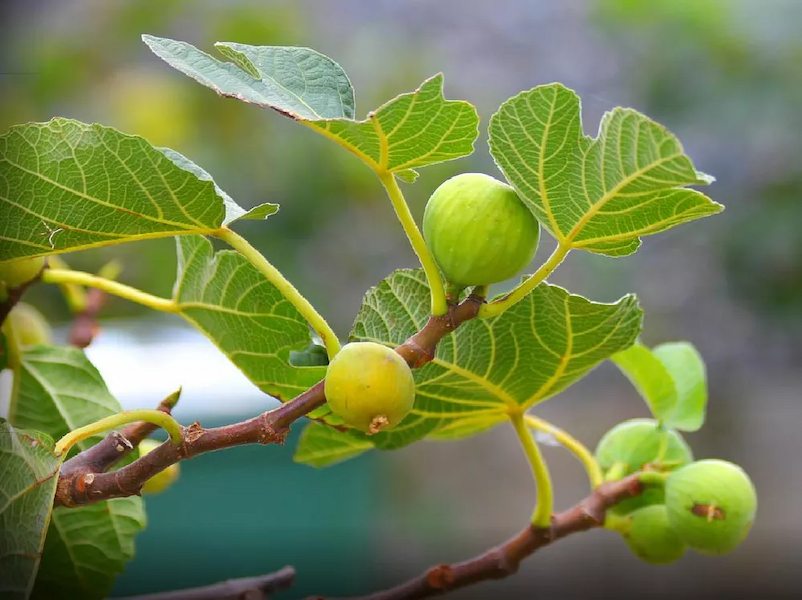 Yellow-Fig-Tree (1)