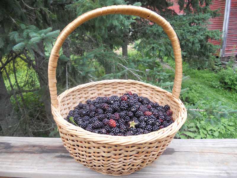 Basket_of_wild_blackberries