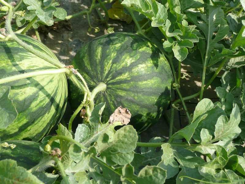 Boost-Watermelon-Yield4