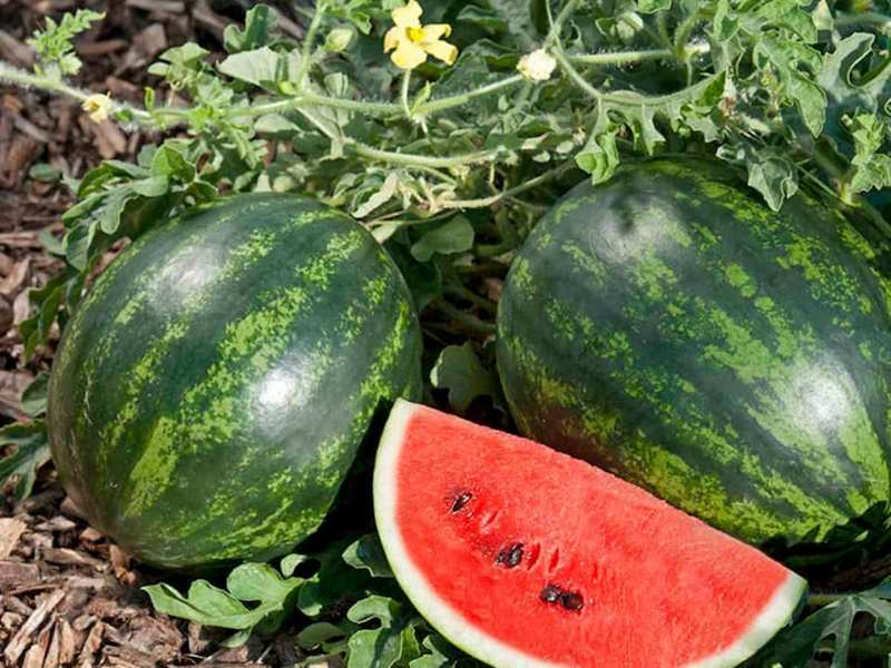 watermelonminilovef1square (1)