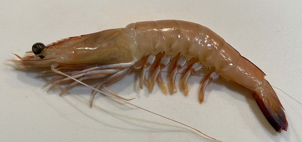 King_prawn_side_view_A_2022-04