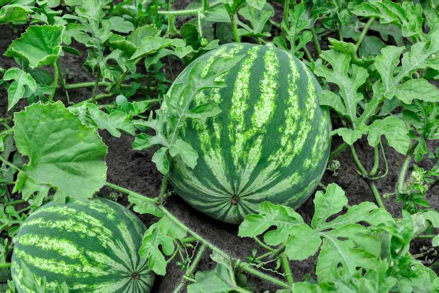 how-to-grow-watermelons-1403491-hero-2d1ce0752fed4ed599db3ba3b231f8b7 (1)
