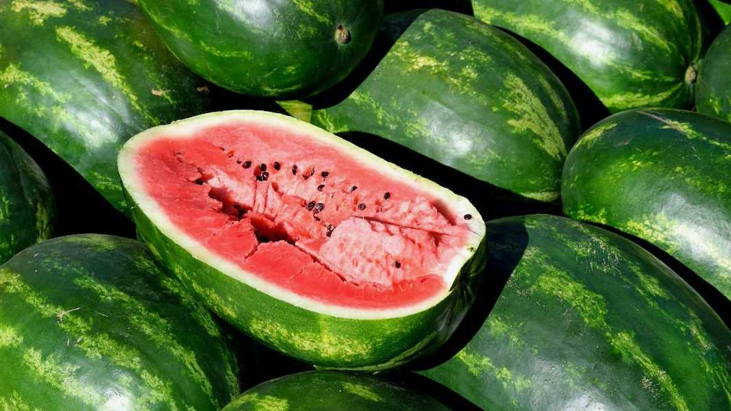 watermelon-many