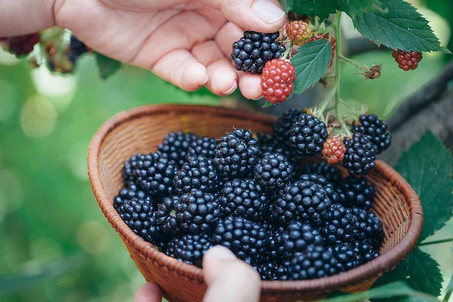 How-to-Harvest-Blackberries-Feature