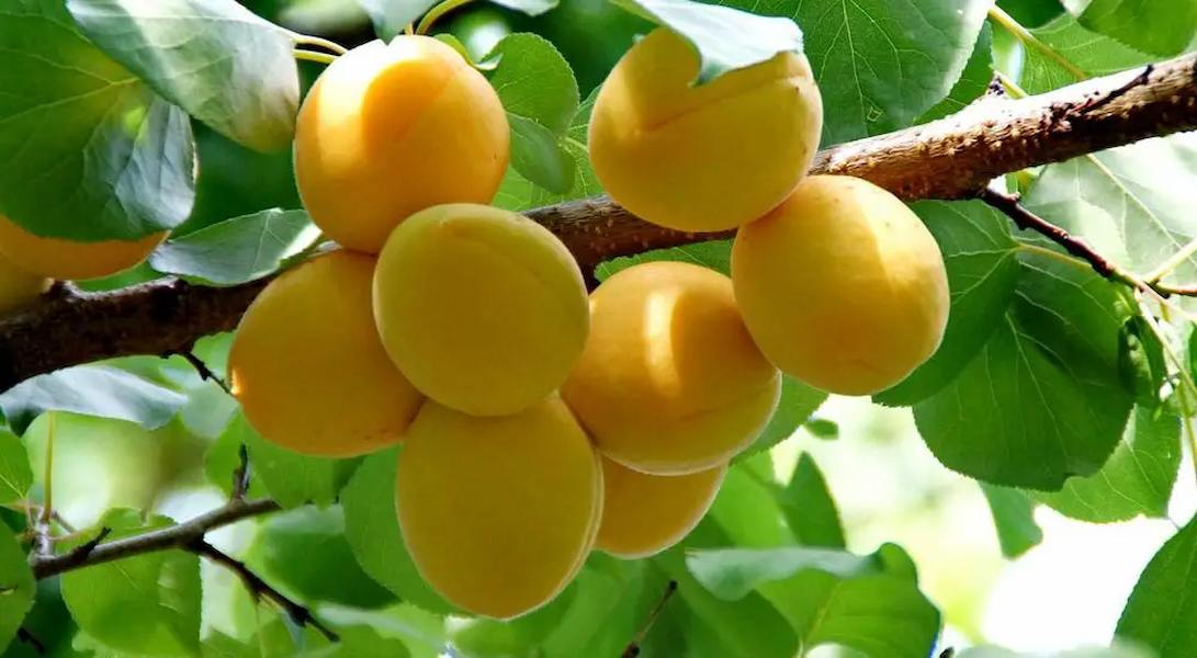 online-orchards-fruit-trees-ftac004-64_1000-e1587307827263