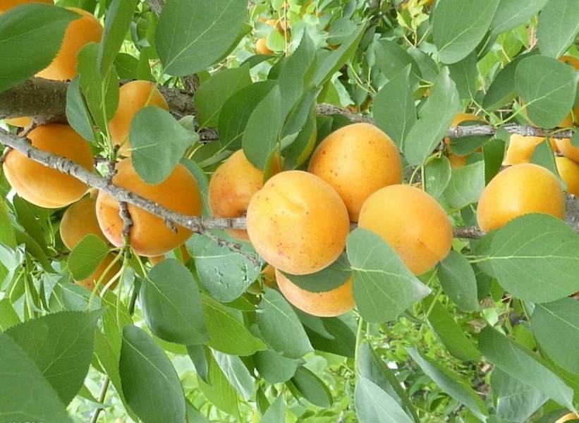 chinese apricot Tree seed