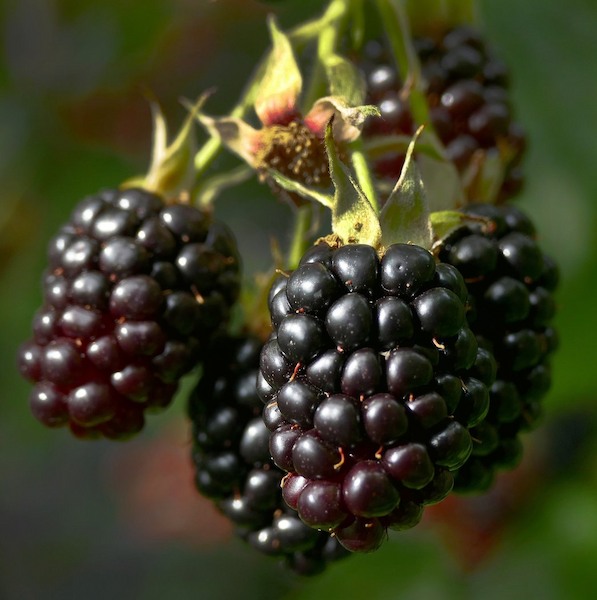 blackberry-2558110_1920