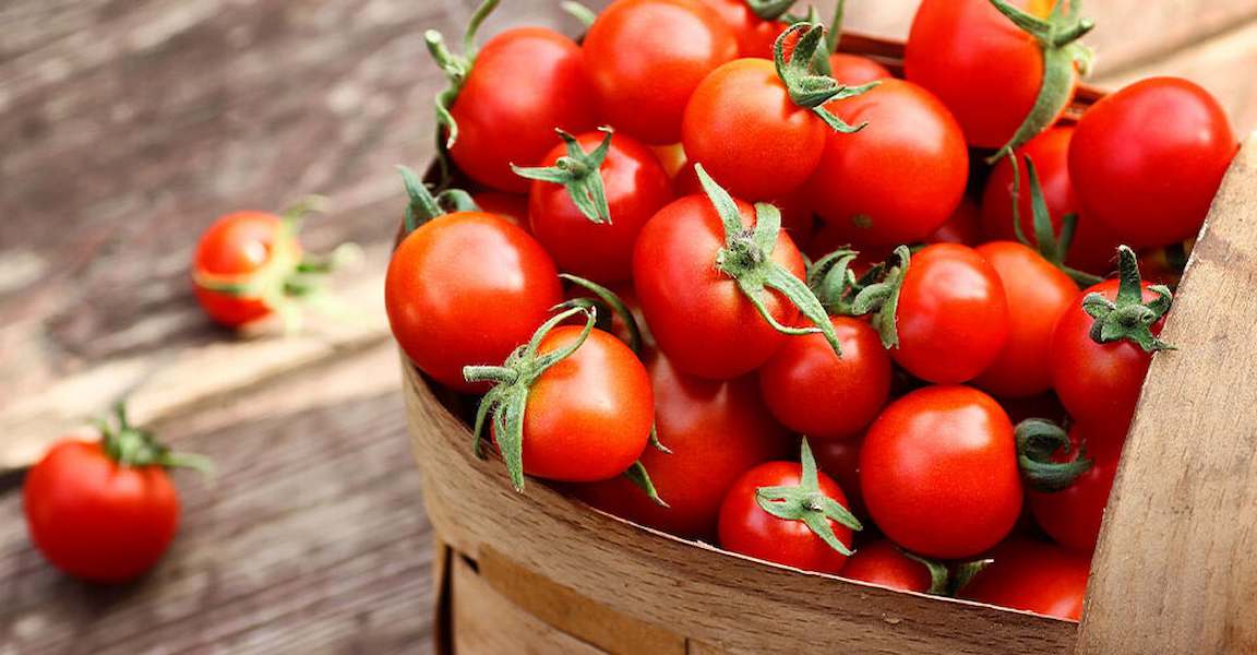 Windsor-greenhouse-Tomato-Varieties-and-What-to-do-With-Them-tomatoes-in-a-basket-960x500