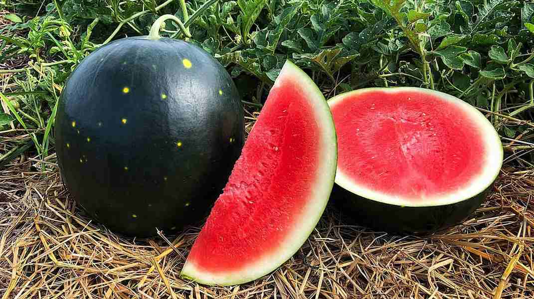 W-01370-01-Watermelon-Melons-How-to-Grow-Century-Star