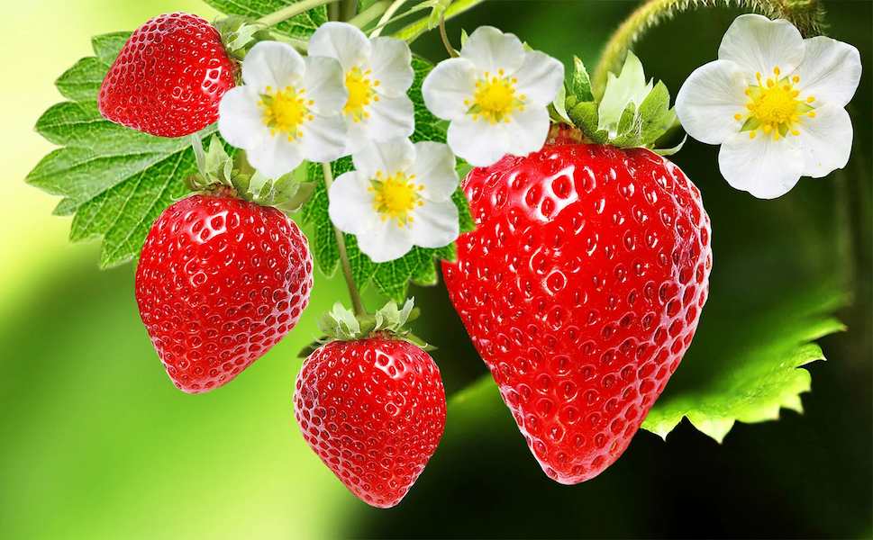 flowers-fruits-garden-strawberry-plant-species