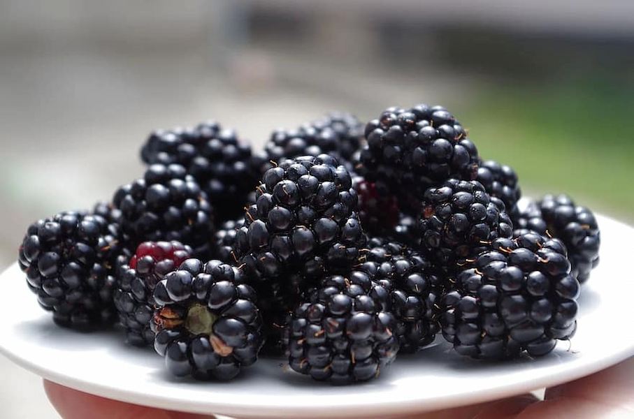 blackberries-on-a-plate-black-fruit-meal-fresh