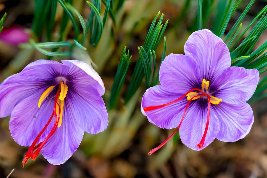 Saffron-crocus-bloom-stigmas-flower-saffron-spice