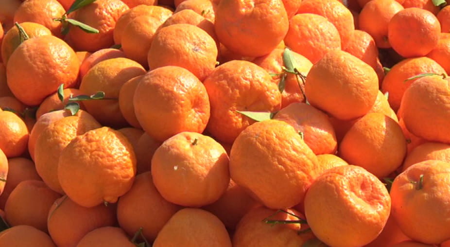 نارنگی (3)