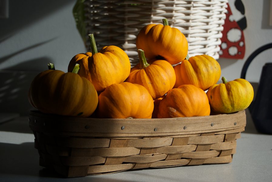 Cucurbita_pepo_small_edible_orange_mini_pumpkin_-_A_basket_of_pumpkins