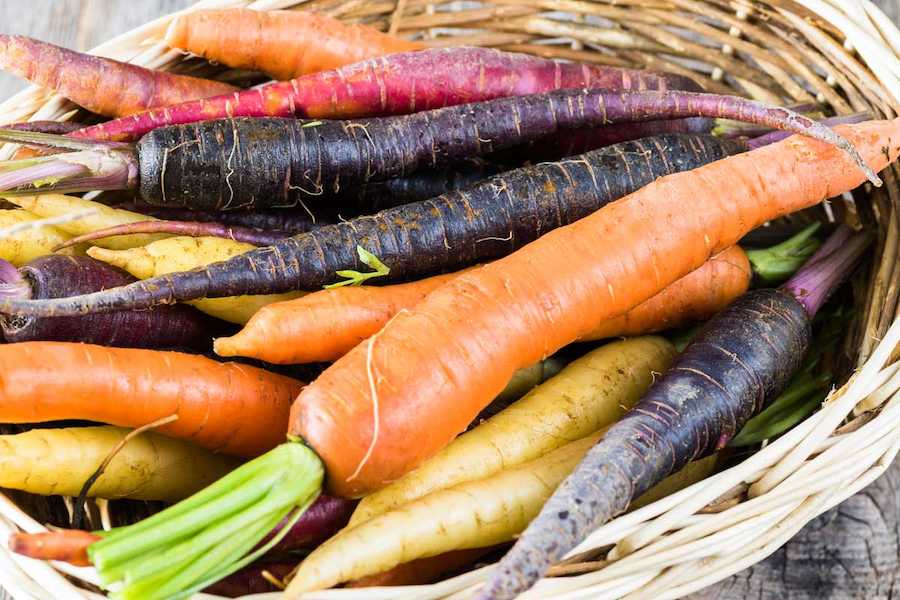 Select-the-Best-Carrot-Varieties-Hero