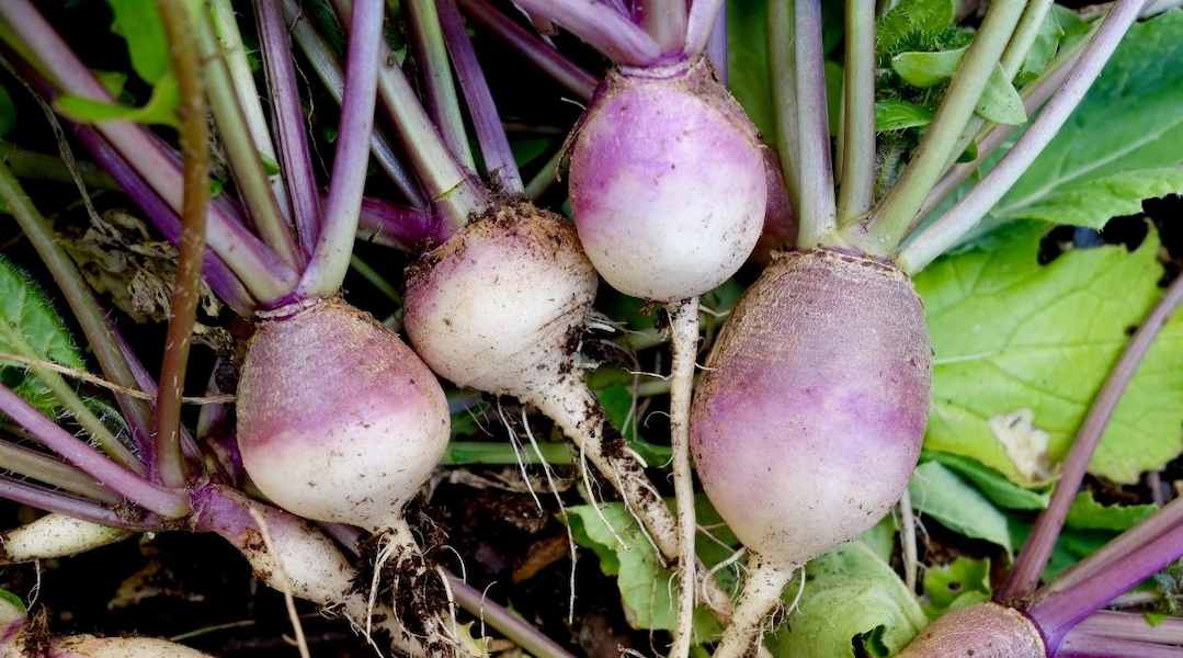 Freshly-Harvested-Turnips