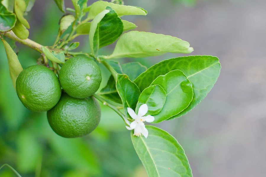 قیمت لیمو ترش سنگی با ارسال به سراسر ایران به صورت عمده