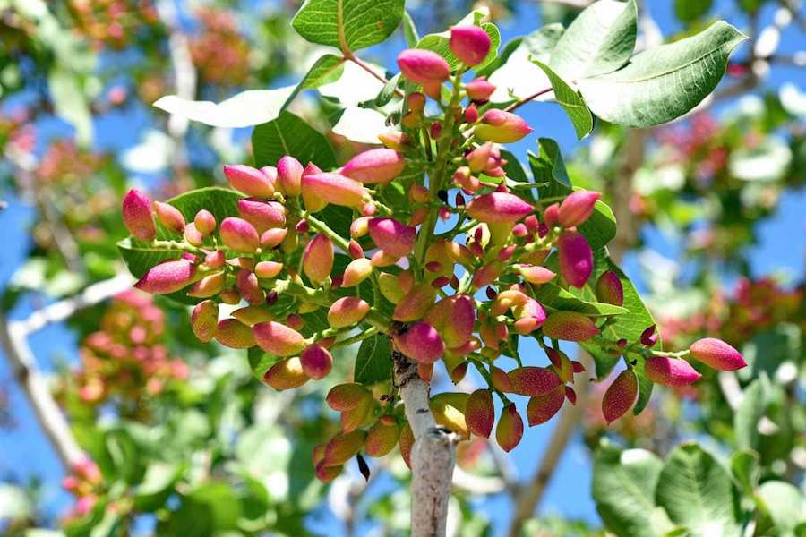 Pistachio-Tree-Growing-and-Care-Guide
