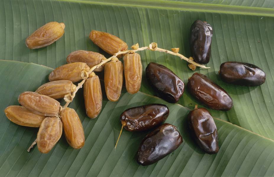 fresh-dried-dates-on-green-leaf-126551225-58503e765f9b58a8cdef50a1