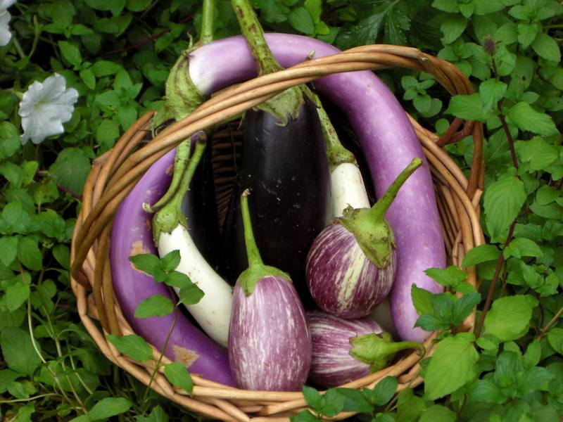 eggplant-in-basket-1024x768