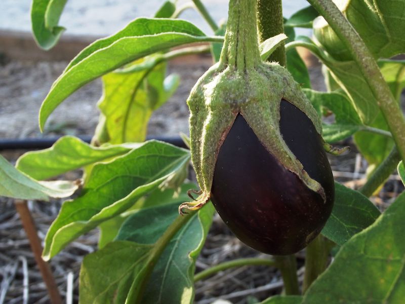 eggplant-fruit-orchard-wallpaper