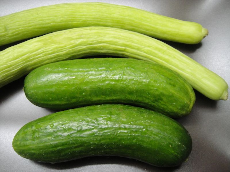 two-varieties-of-cucumber