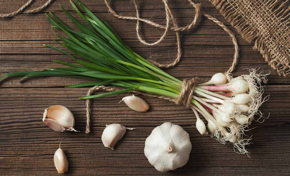 16-6242-SPRING-garlic-highres (1)