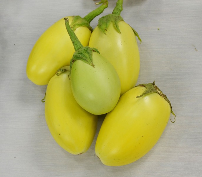 apple-green-eggplant2__28881
